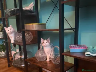 Mixed Breed cats Lovely kittens looking for their forever home - Advert 4