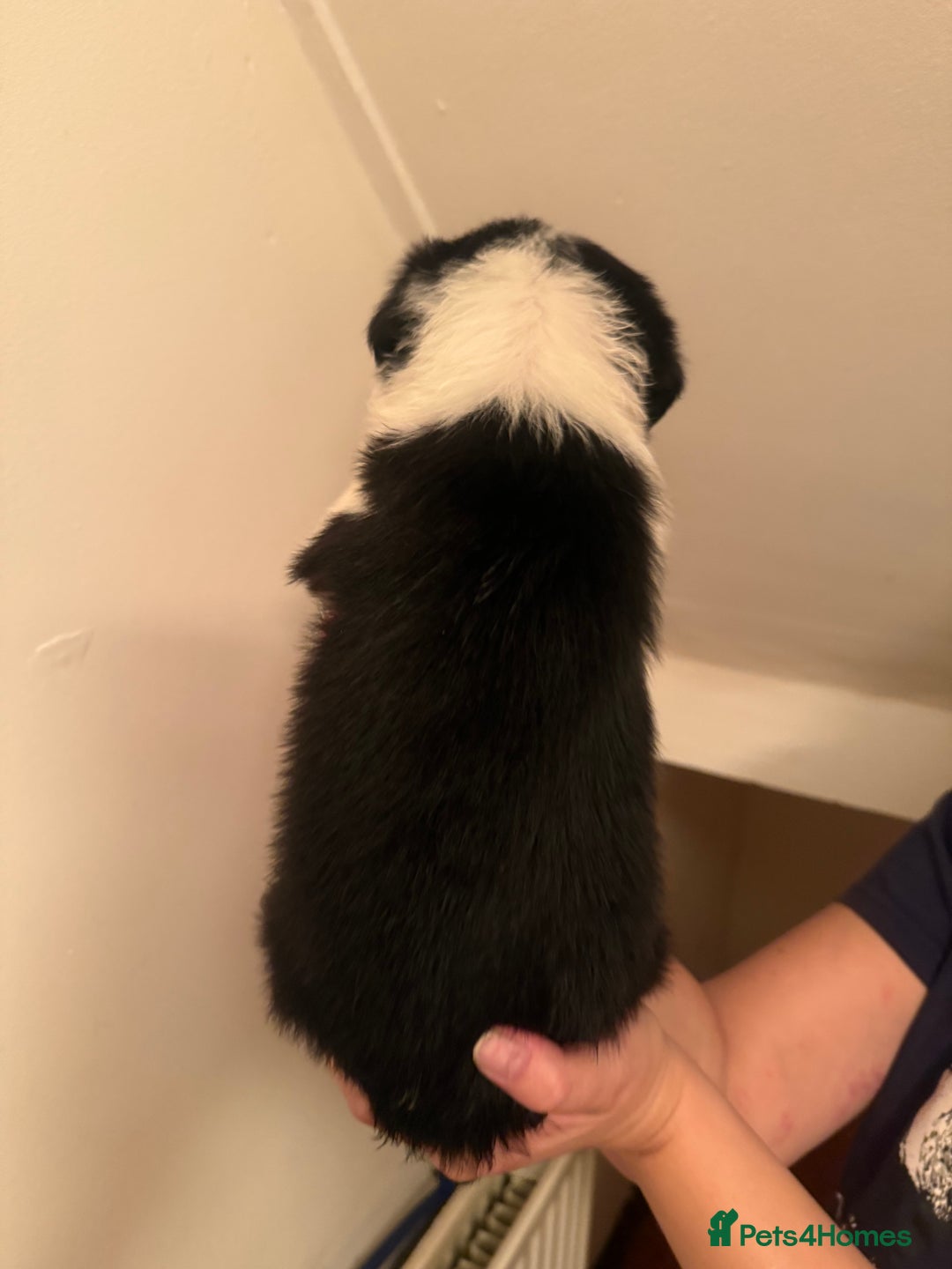 Border Collie dogs for sale: Border collie pups - Image 14