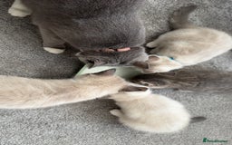 Mixed Breed cats for sale: Beautiful mix breed kittens - Image 1