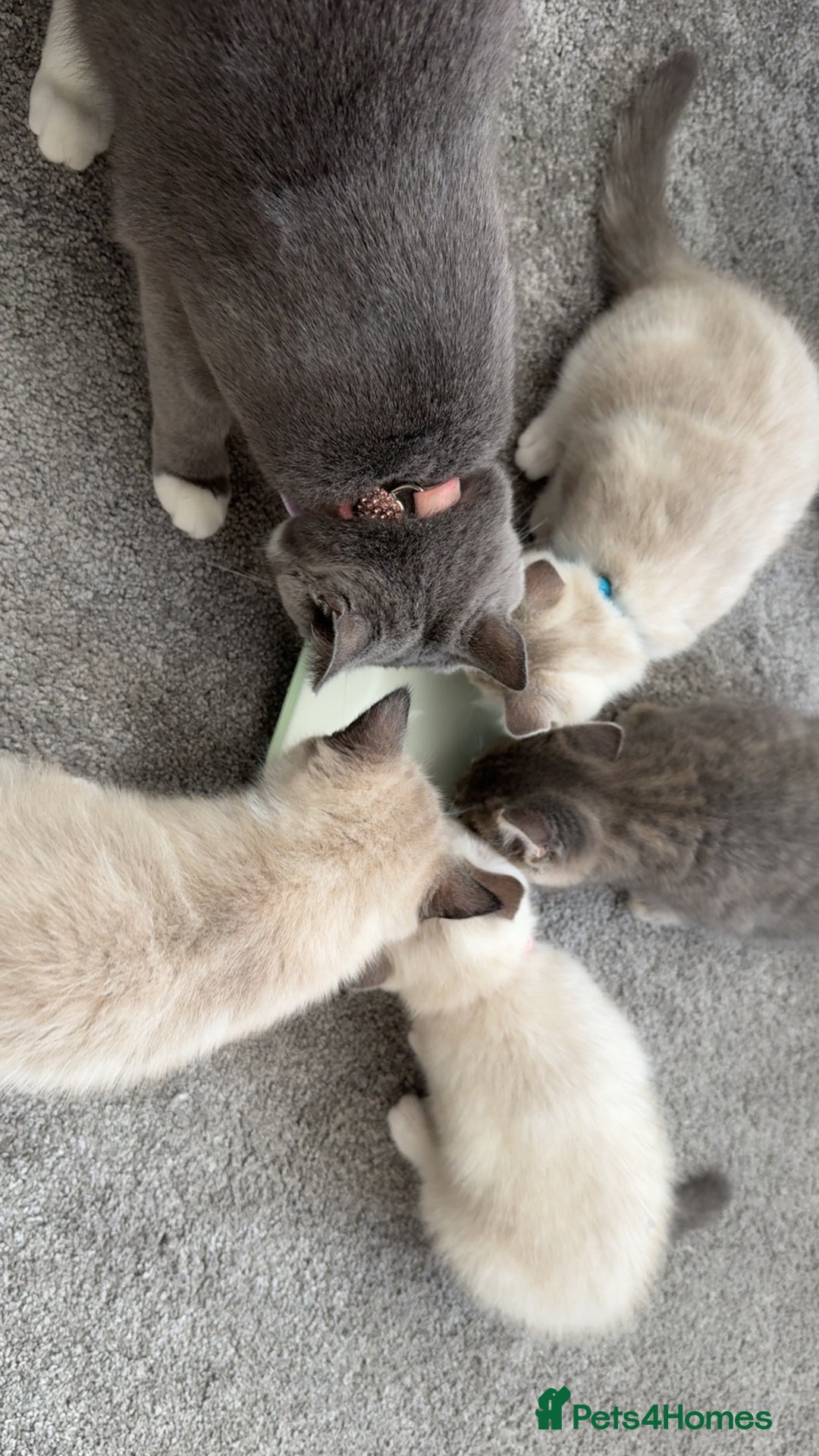 Mixed Breed cats for sale: Beautiful mix breed kittens - Image 1