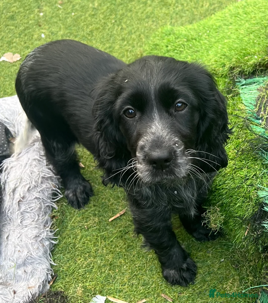Cocker Spaniel dogs for sale: Cocker spaniel  - Advert 9