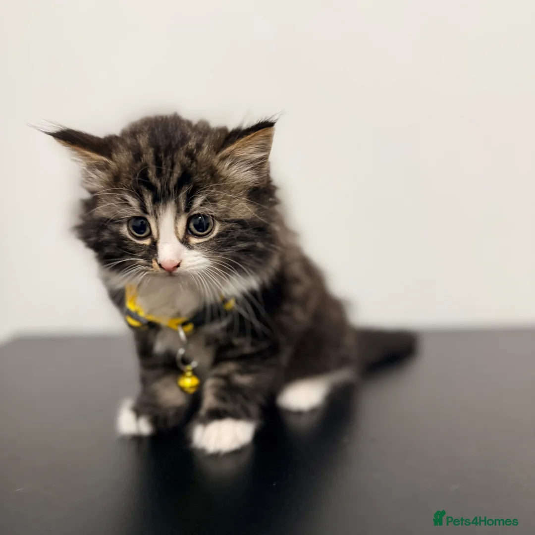 Mixed Breed cats for sale: 5 Beautiful kittens ready to go  - Advert 2