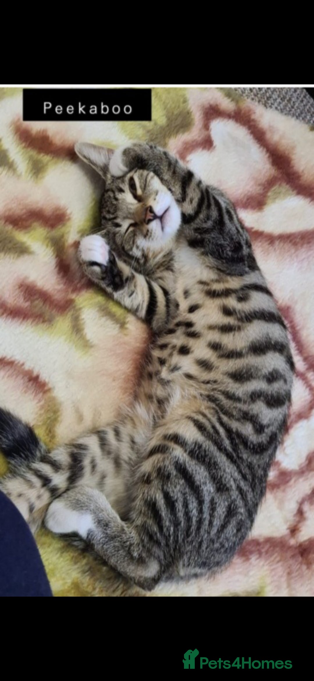 Bengal cats for sale: Cute mixed bangle kittens  - Advert 10