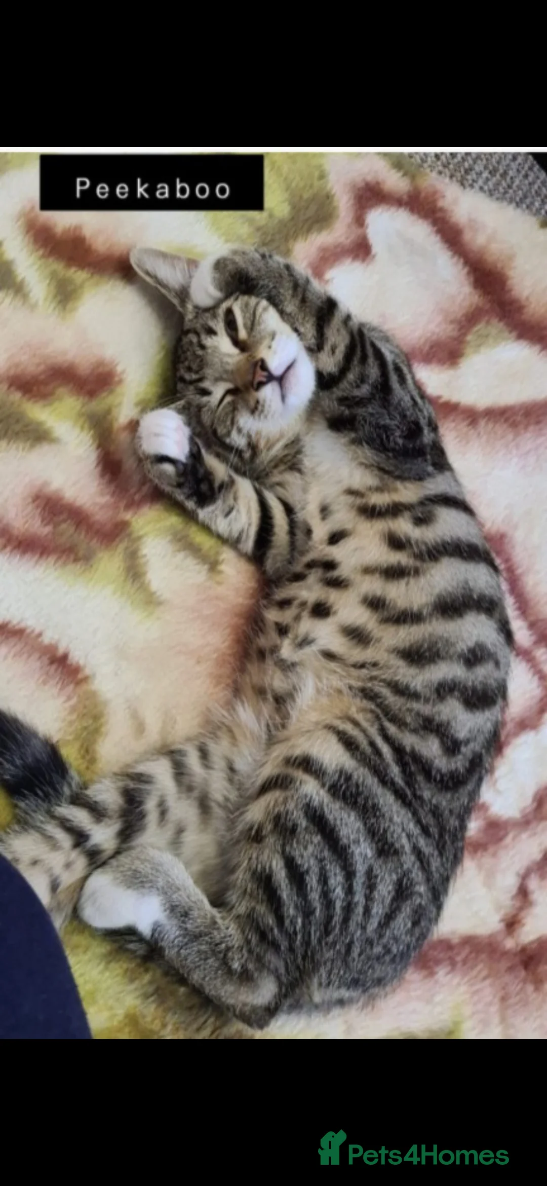 Bengal cats for sale: Cute mixed bangle kittens  - Advert 11