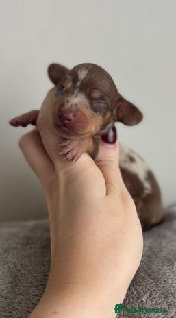 Miniature Dachshund dogs - Advert 14