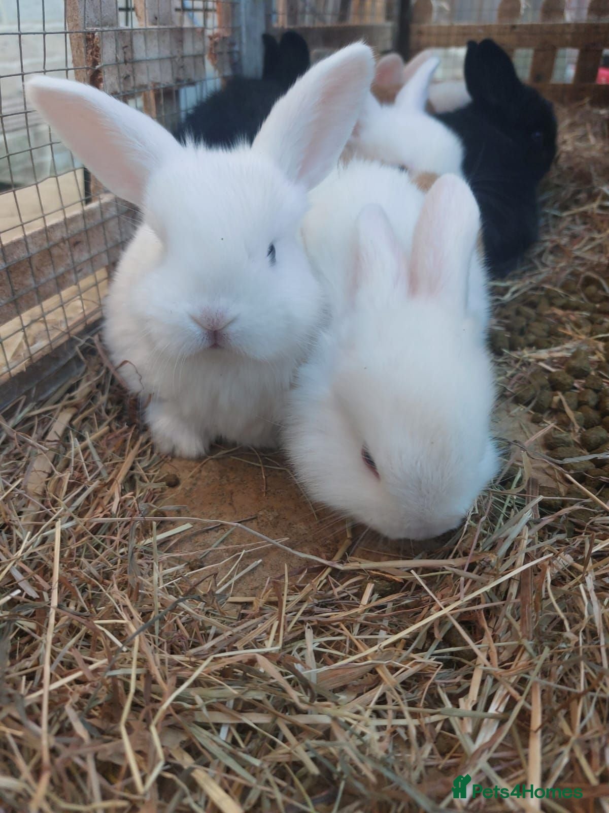 French Lop rabbits French Lop babies - Advert 4