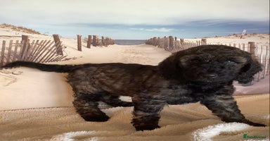 Poodle dogs - Advert 16