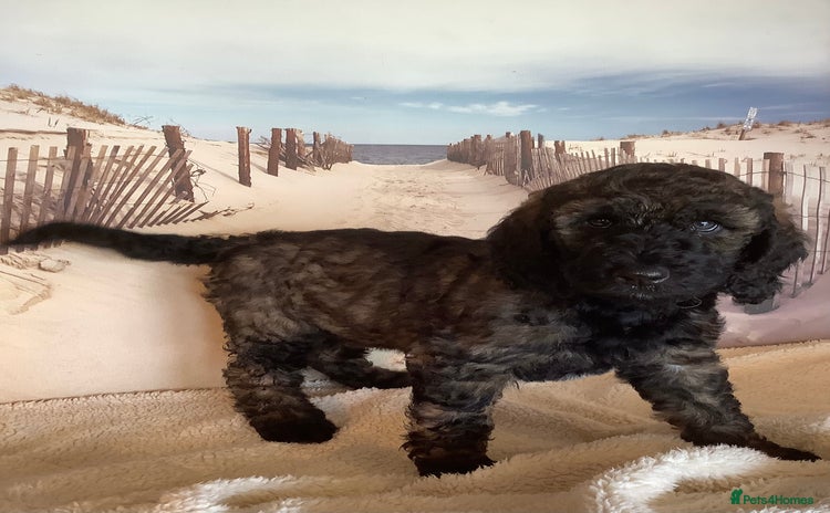 Poodle dogs - Advert 16
