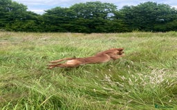 Labrador Retriever dogs for sale: Pedigree Fox Red Labrador KC Reg Health Tested - Image 6