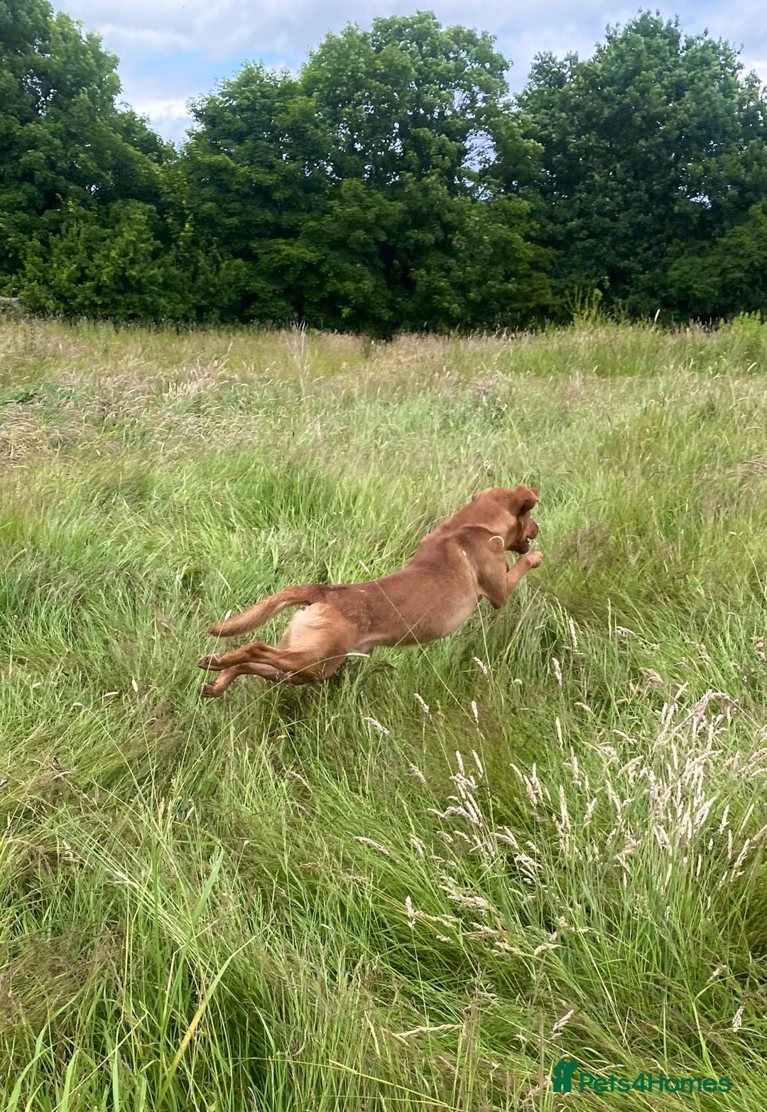 Labrador Retriever dogs for sale: Pedigree Fox Red Labrador KC Reg Health Tested - Image 6