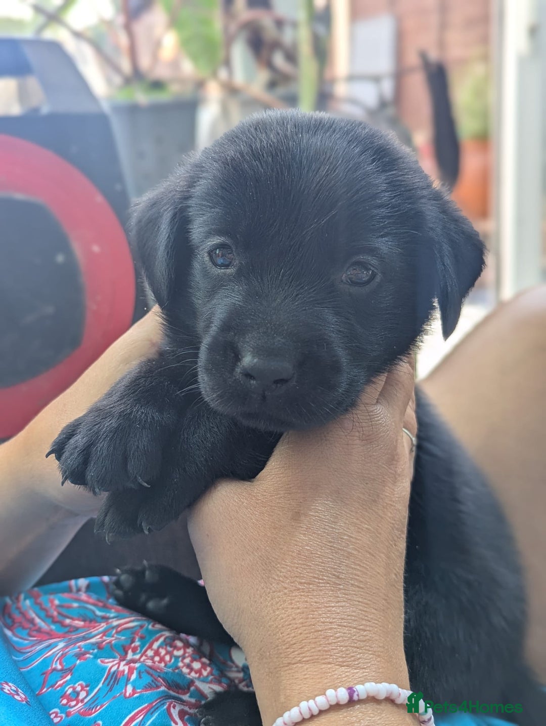 Labrador Retriever dogs for sale: 9 beautiful KC registered pedigree black lab pups - Image 10