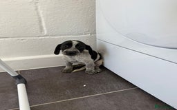 Mixed Breed dogs for sale: 6 beautiful jack russle cross cocker spaniels  - Image 17