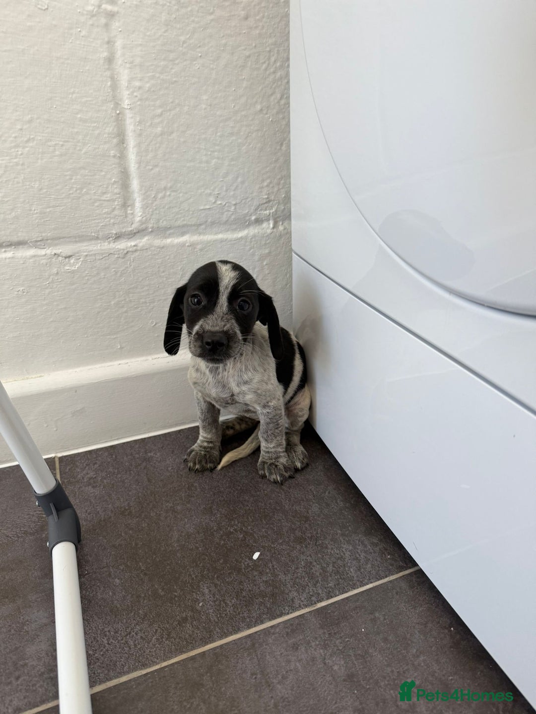 Mixed Breed dogs for sale: 6 beautiful jack russle cross cocker spaniels  - Image 17