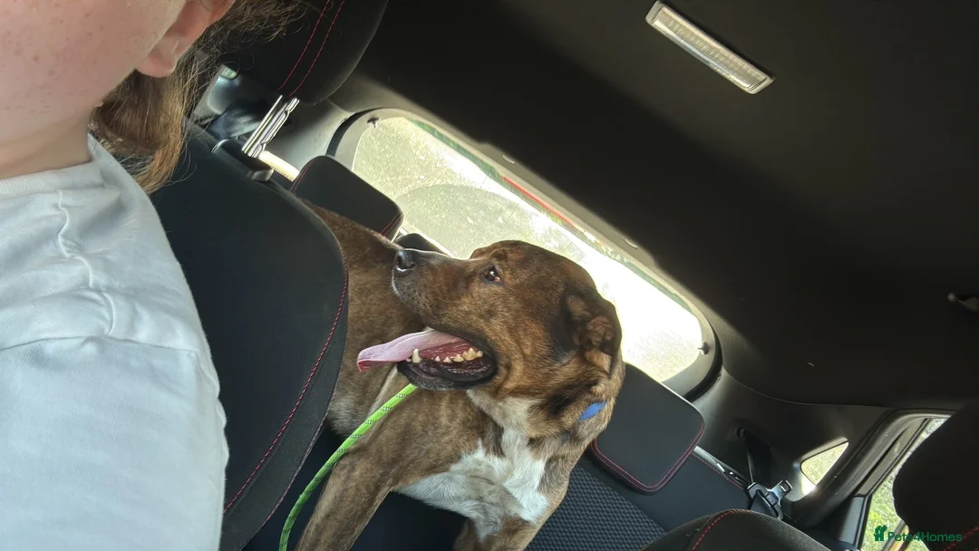 Mixed Breed dogs for sale: Bear  in Birmingham - Advert 2