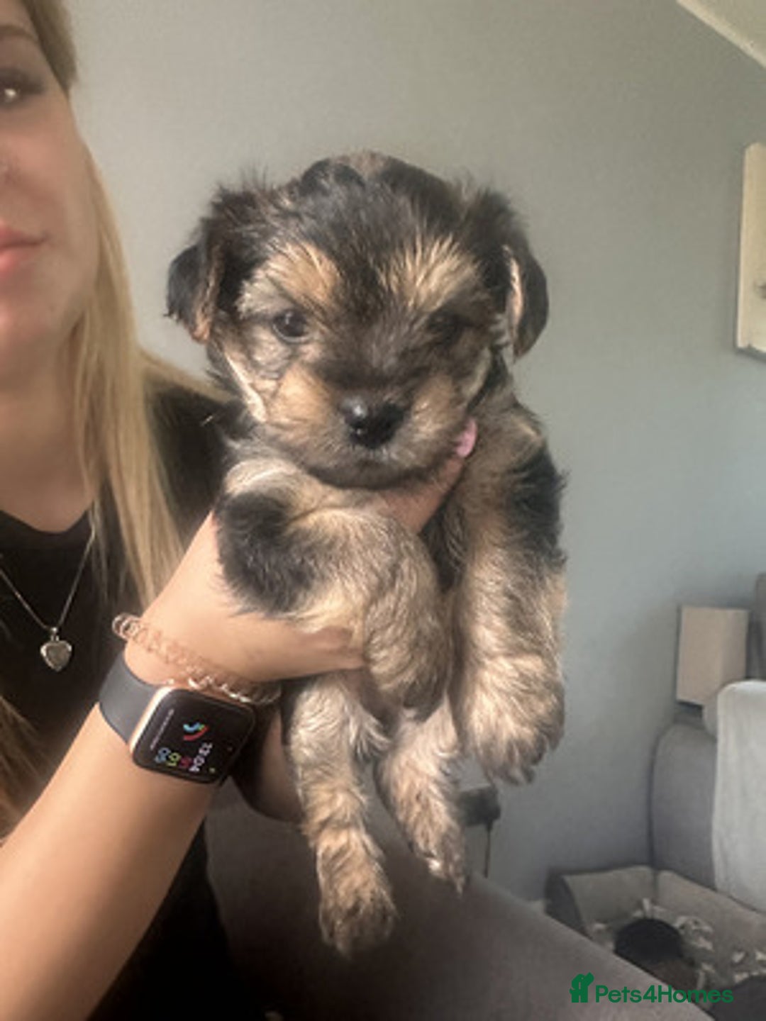 Yorkshire Terrier dogs for sale: Lovely Yorkshire Terrier Babies - Advert 4