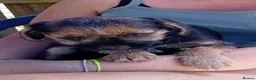 Border Terrier dogs for sale: Pure border terrier puppies  - Advert 9