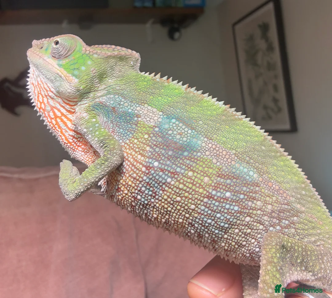 Chameleon reptiles for sale: Ambilobe Panther Chameleon Male - Advert 7