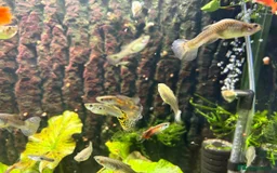 Other/Mixed Breed fish for sale: Assorted guppy fry £2 each - Image 3