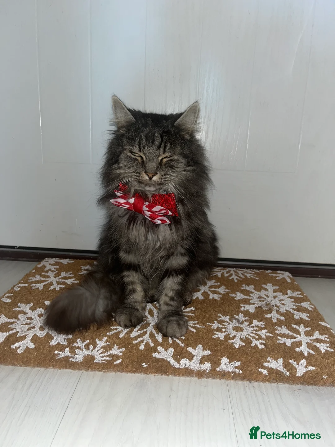 British Longhair cats for sale: Male Long haired mixed breed  - Advert 5