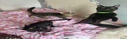 Mixed Breed cats for sale: 3 cats looking for a forever home  - Advert 9