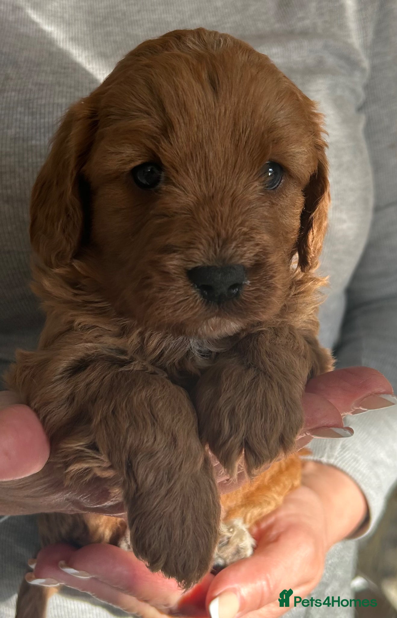 Cavapoo dogs 🐶🐩STUNNING HEALTH CLEAR CAVAPOO PUPPIES🐩🐶  - Advert 7