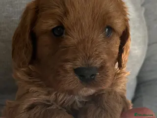 Cavapoo dogs 🐶🐩STUNNING HEALTH CLEAR CAVAPOO PUPPIES🐩🐶 - Advert 7