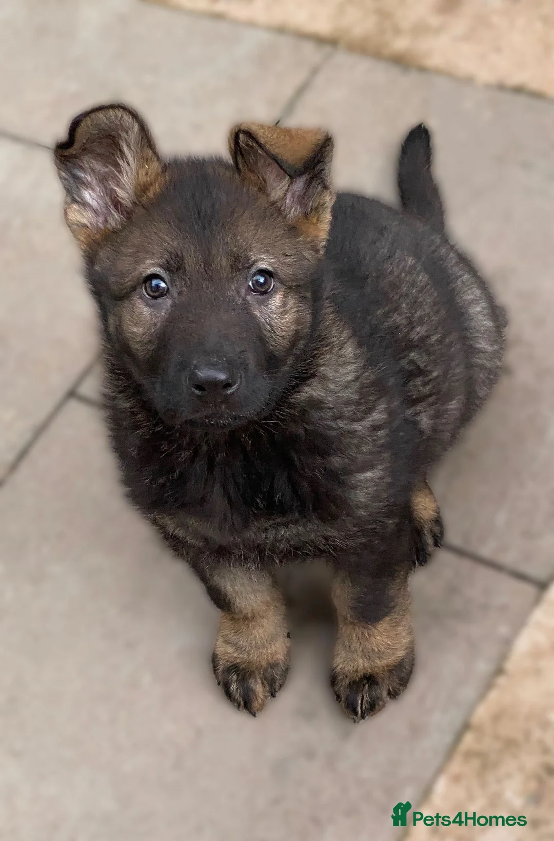 German Shepherd dogs for sale: Rare DDR German shepherds ‼️ - Advert 3