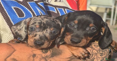 Dachshund dogs - Advert 5