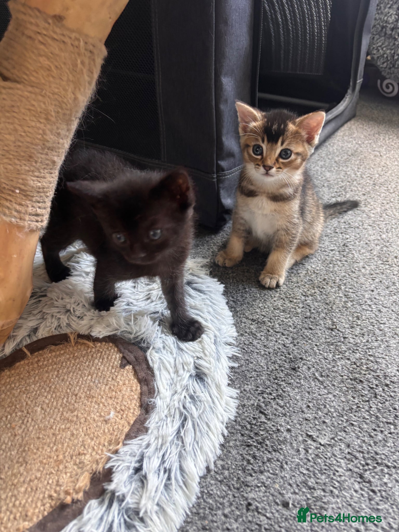 Mixed Breed cats for sale: Male kittens - Advert 15