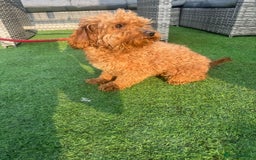 Cockapoo dogs for sale: Golden Cockapoo Girl for rehoming  - Image 3