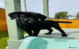 Labrador Retriever dogs for sale: KC Registered Labrador Babies 🐾🐾🐾 - Image 2