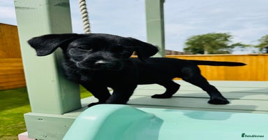 Labrador Retriever dogs - Advert 9