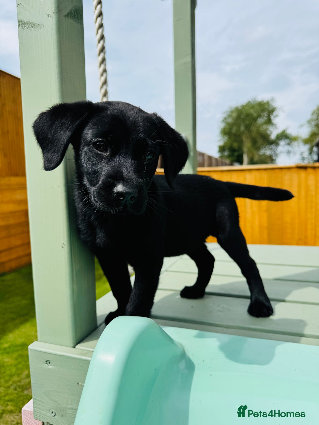 Labrador Retriever dogs for sale: KC Registered Labrador Babies 🐾🐾🐾 - Image 2