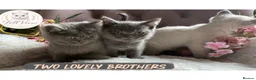 British Shorthair cats for sale: BEAUTIFUL GCCF BSH KITTENS - READY NOW 🤍 - Advert 7