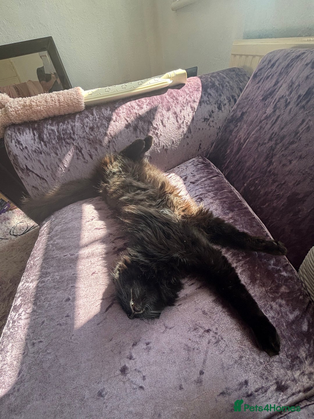 British Longhair cats for sale: reluctant to rehome - Advert 6