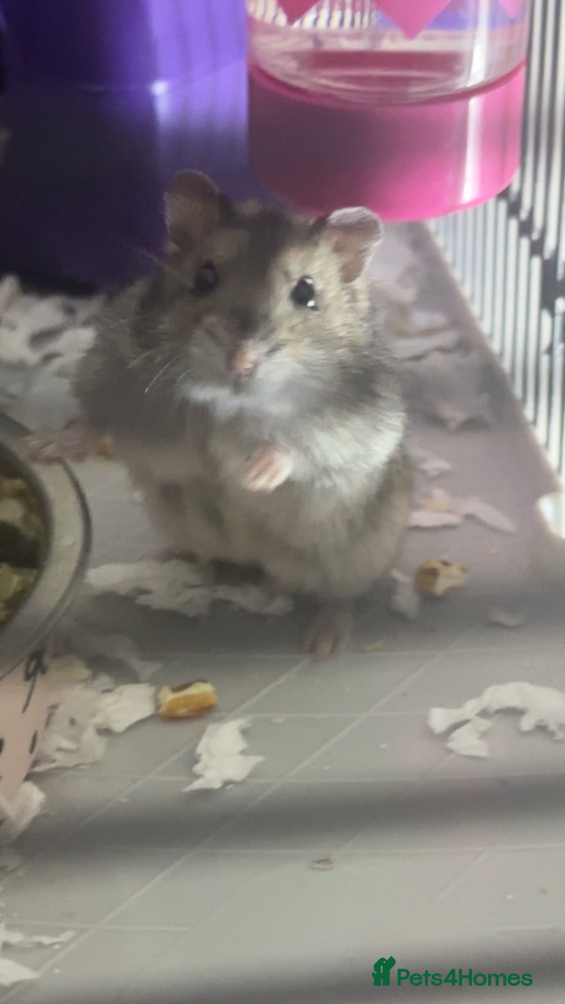 Hamster rodents hamster ready for a new home  - Advert 11