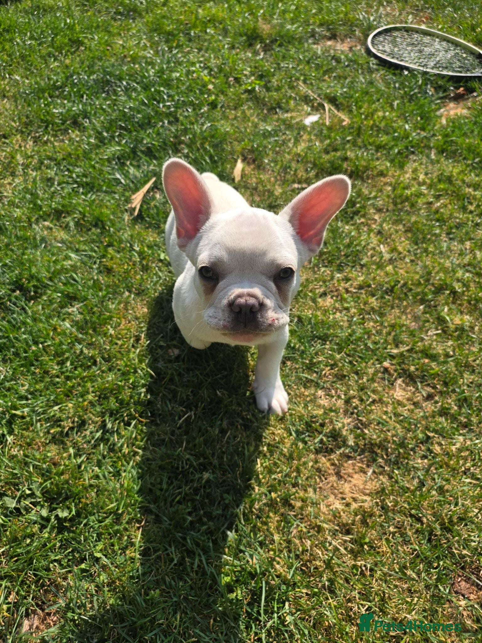 French Bulldog dogs French Bulldog puppies  - Advert 17