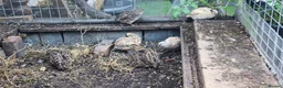 Quail poultry for sale: 11 Female quails for sale  in Farnborough - Advert 3