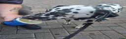 Dalmatian dogs for sale: Dalmatian needs a good home - Advert 6