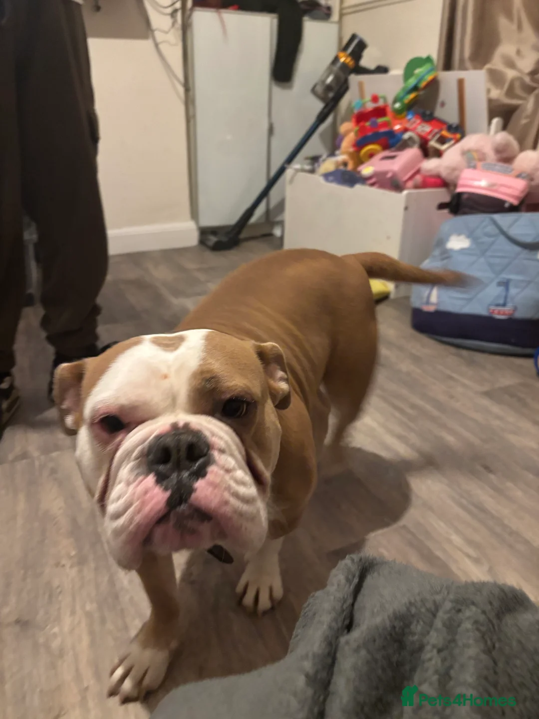 Dorset Olde Tyme Bulldogge dogs for sale: Rosie for rehoming  in Houghton le Spring - Advert 2
