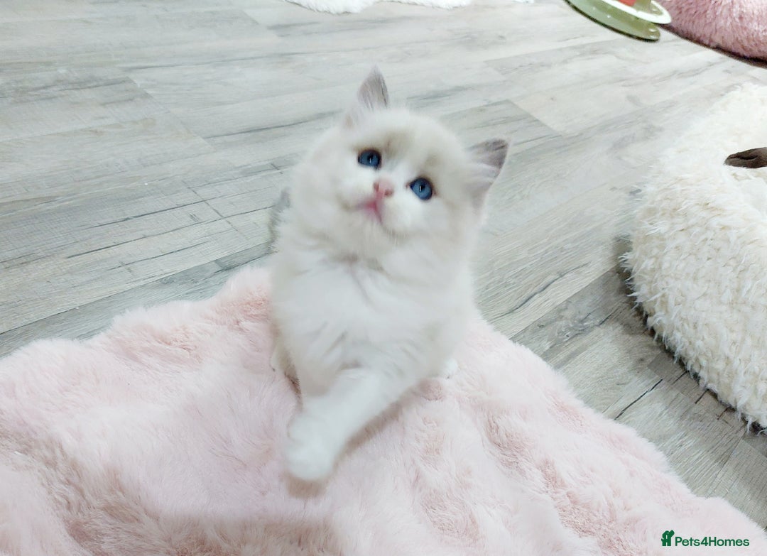 Ragdoll cats for sale: Ragdoll Kitten for Sale – Meet Sky 💙🐾 - Image 4