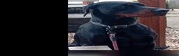 Dobermann dogs for sale: Exceptional Large Male 4 yr Doberman , European  - Advert 2
