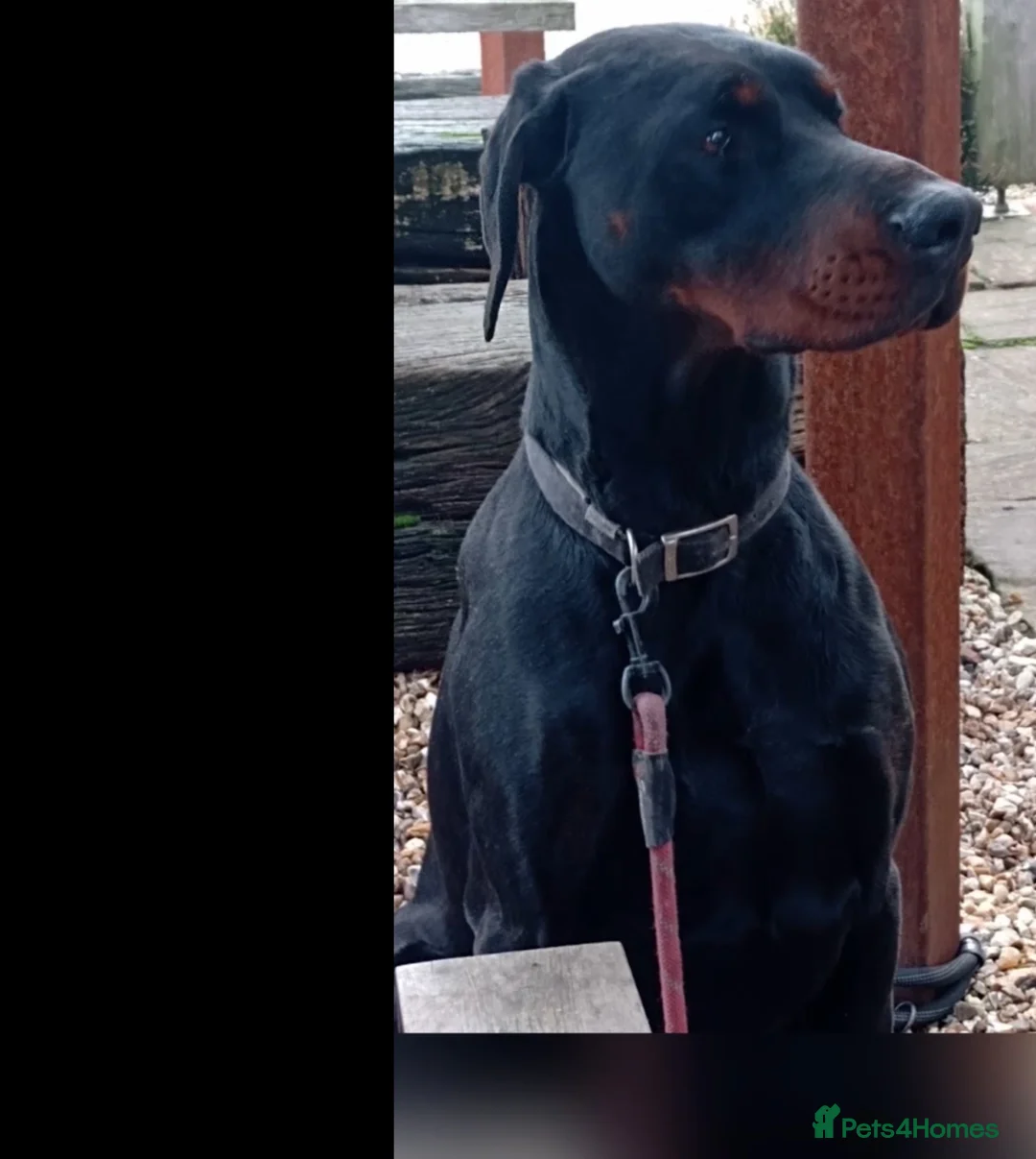 Dobermann dogs for sale: Exceptional Large Male 4 yr Doberman , European  - Advert 2