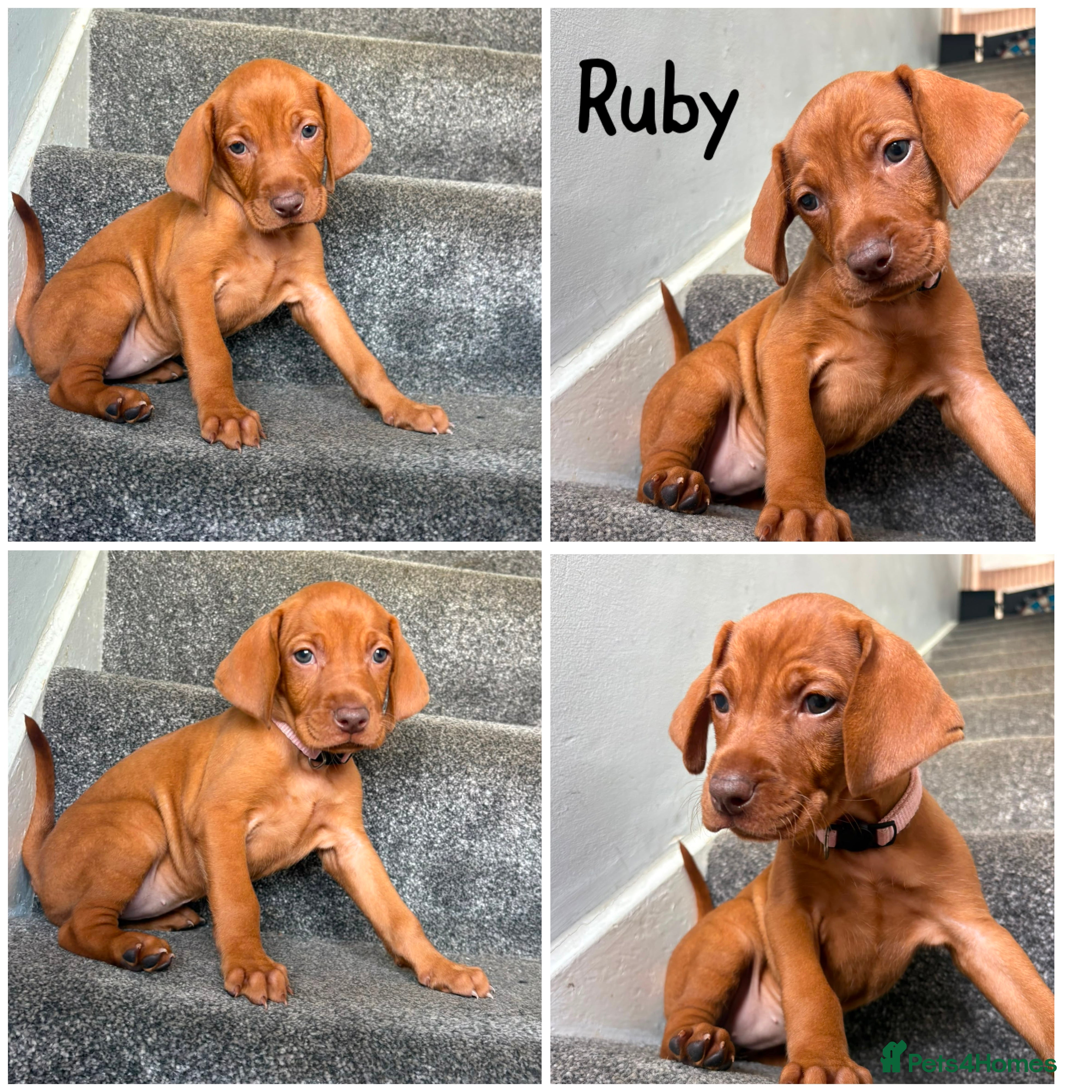 Hungarian Vizsla dogs Stunning Hungarian vizsla puppies x9 - Advert 2
