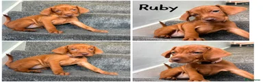 Ruby