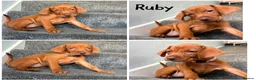 Hungarian Vizsla dogs for sale: 1 x KC registered Hungarian vizsla puppy £1600 - Advert 31