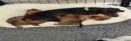 Miniature Dachshund dogs for sale: Miniature Dachsund Puppies - Advert 2