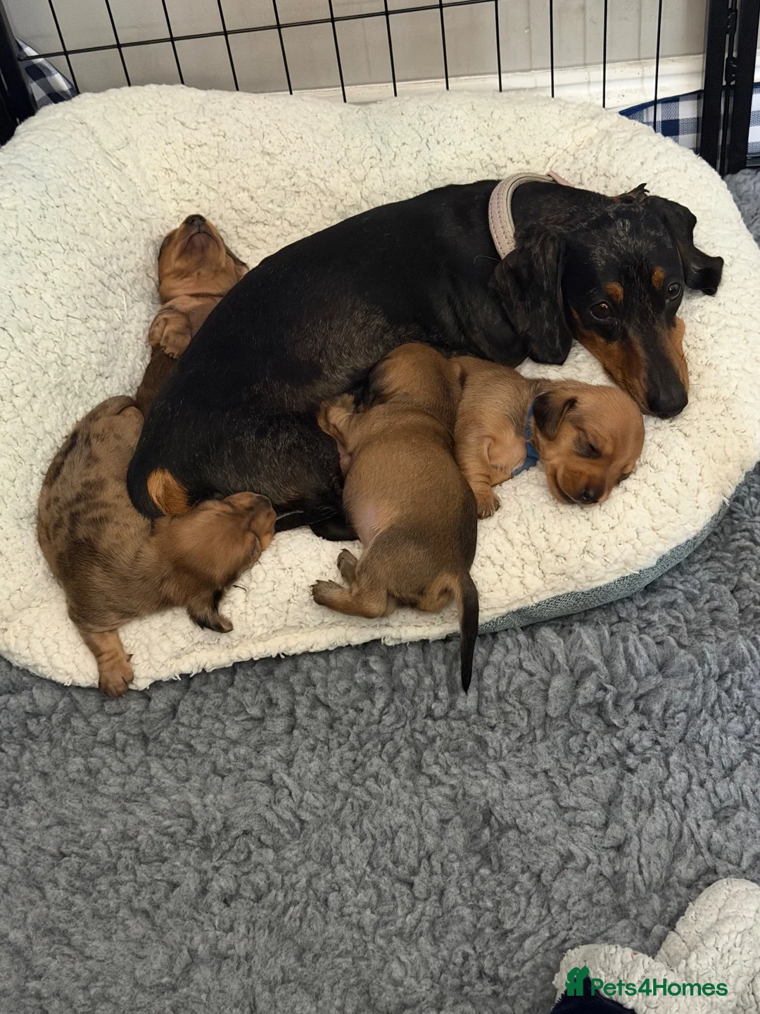 Miniature Dachshund dogs for sale: Miniature Dachsund Puppies - Advert 2