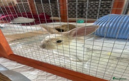 Mini Lop rabbits for sale: Two Beautiful Mini Lop Brothers, with hutch & run - Image 3
