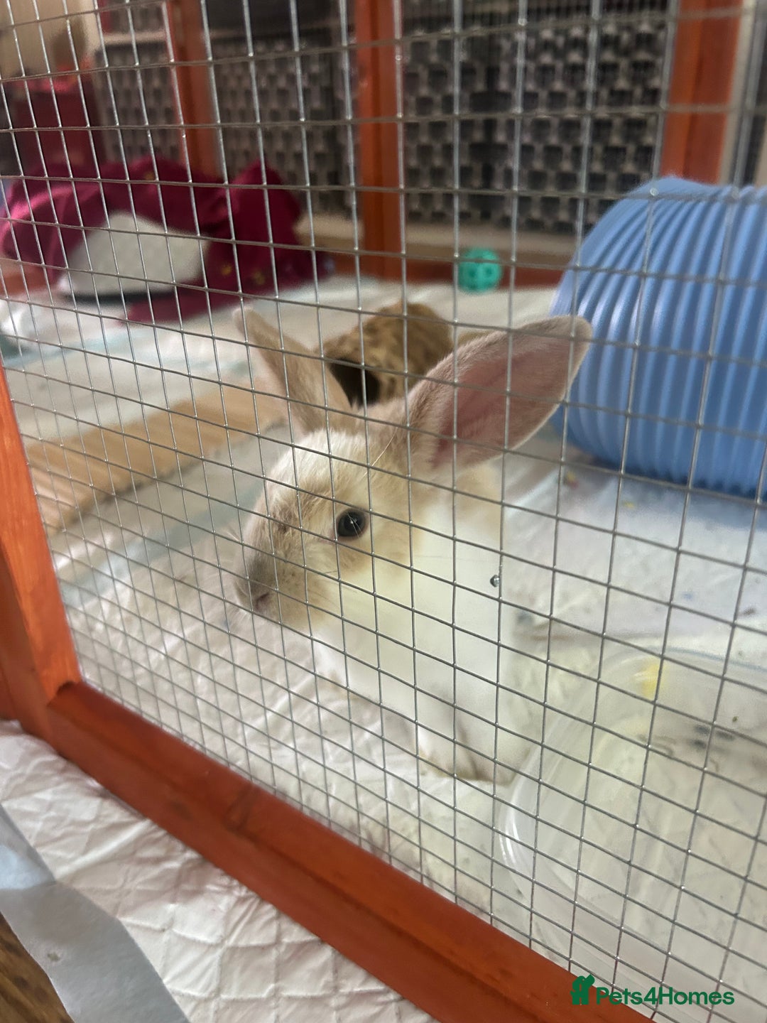 Mini Lop rabbits for sale: Two Beautiful Mini Lop Brothers, with hutch & run - Image 3